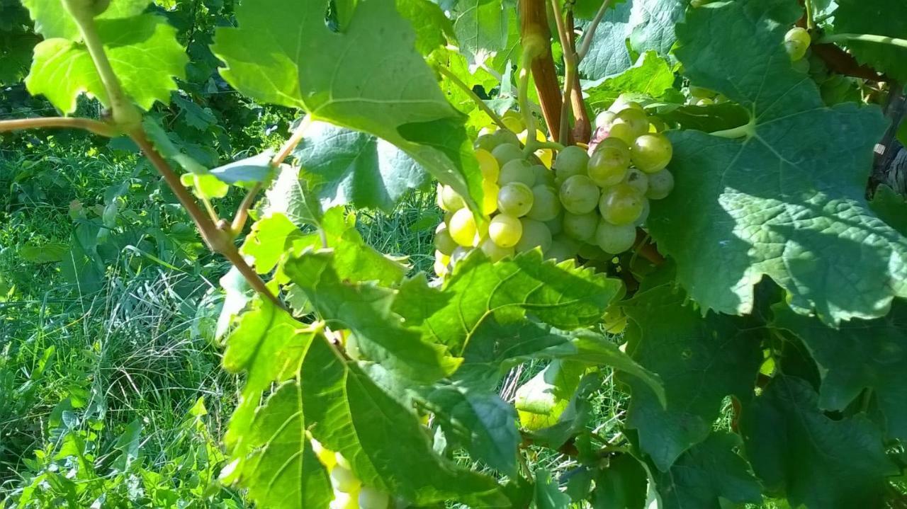 Ferienwohnung In Hahnheim, Rheinhessen מראה חיצוני תמונה